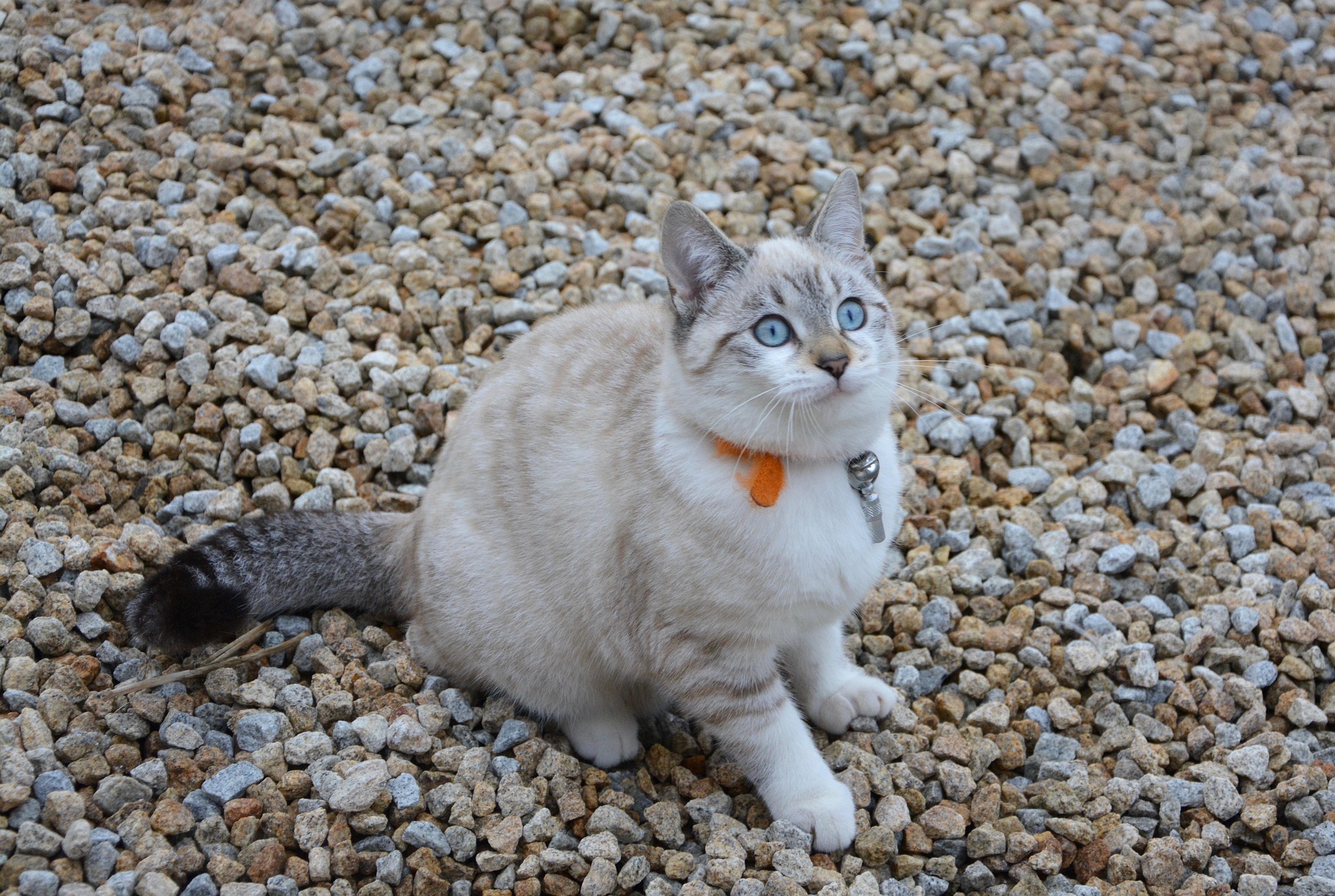 A la recherche d’un bon collier pour votre chat Faites un saut sur catapart.fr